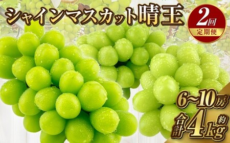 【定期便 全2回／2026年9・10月発送】 岡山県産シャインマスカット 晴王 約2kg（3～5房）｜2回定期便 9月10月に1回づつ発送 種無し 皮ごと食べる 旬の美味しさ フレッシュ 先行予約 ハレノフルーツ