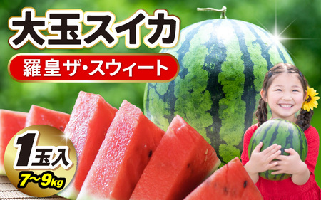 先行予約 坂井市産 大玉スイカ 「羅皇ザスウィート」 1玉入り 7～9kg (大玉) 2026年7月中旬以降順次発送予定 すいか フルーツ [A-16209]