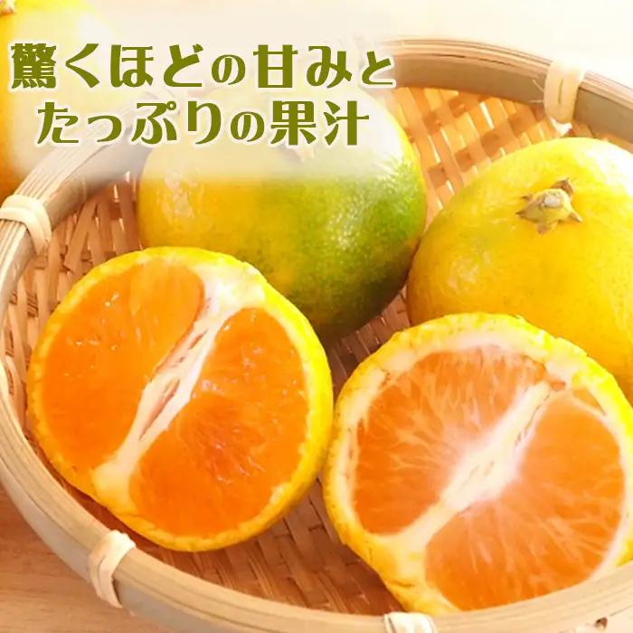 【鴨川の柑橘】じゅわっと甘い 極早生 温州みかん『ゆら早生』５kg 《数量限定》《先行予約》《10月発送》みかん 早生みかん 国産 産地直送 甘い 果汁 薄皮 小粒 濃厚 初物 旬 フルーツ 果物 鴨