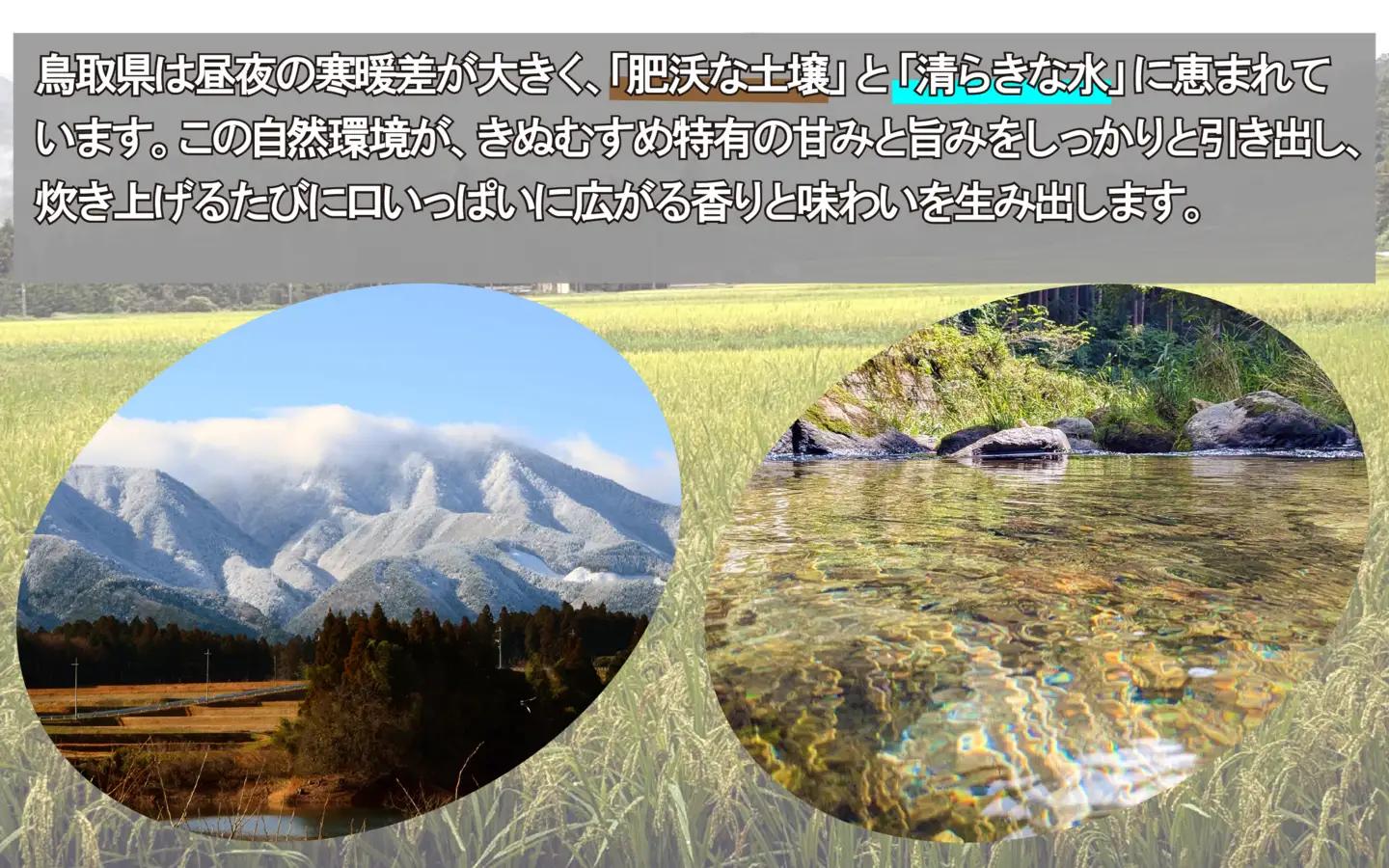 令和7年産 原田農園きぬむすめ精米 5kg｜鳥取県産 令和7年 2025年産 お米 精米 原田農園【31034】