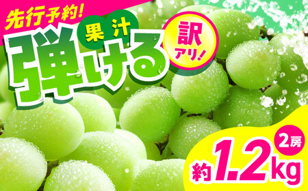 【2026年発送分 先行予約】【数量限定】【訳あり】シャインマスカット　約1.2kg（2房）シャインマスカット[AYCX003]