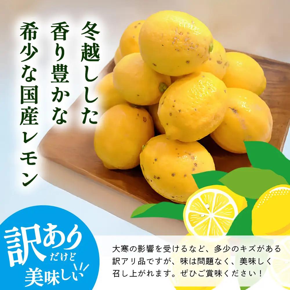 希少な国産レモン【宝韶寿レモン】訳アリ　約2kg（サイズ混合）【6月中旬より順次発送予定】柑橘 檸檬 ご自宅用 お菓子 料理 お酒 希少品種 佐賀県鹿島市 送料無料 B-127