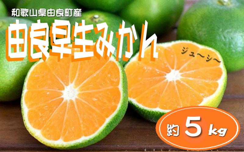 
                  【先行予約】和歌山由良町産 由良早生みかん 約5kg  訳あり キズ 御家庭用 サイズ混合【sml135】
                