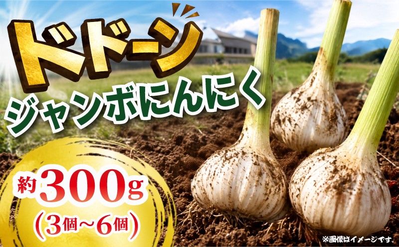 
                  ジャンボにんにく300g（3個～6個） ニンニク にんにく 野菜 やさい 贈り物 まつり農園 伊豆 静岡県 三島市
                