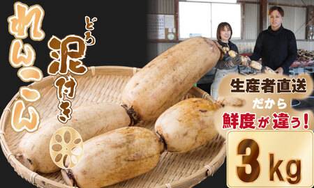 大人気！佐賀県産泥付きれんこん（3kg） もりながファーム  A080-026 れんこん 蓮根 ﾚﾝｺﾝ れんこん 筑前煮 泥付きれんこん 