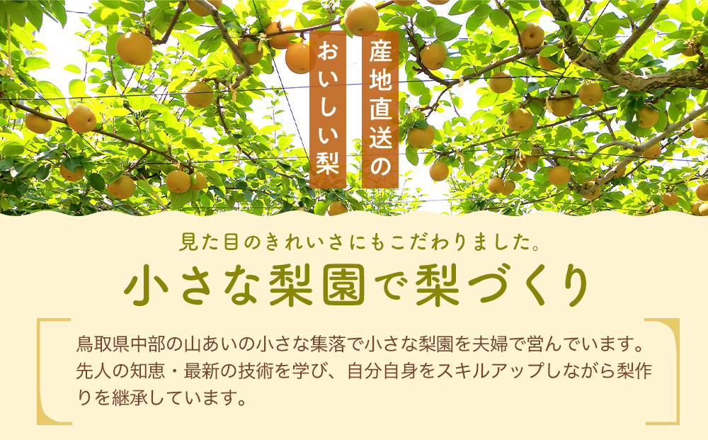 609.【先行予約】【贈答用】 二十世紀梨 5kg前後 (10個～14個前後) 鳥取県産 梨 なし※着日指定不可※2026年8月下旬～9月中旬頃に順次発送予定