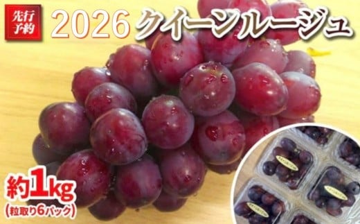 
            【先行予約】 A 2026 P クイーンルージュ®粒どり6パック 約1kg弱 (2026年10月初旬頃～順次発送予定）長野県産  国際特許有機肥料栽培｜ 果物 フルーツ ぶどう ブドウ  食べきりサイズ 人気 おすすめ 葡萄  ギフト 送料無料 長野県 大町市
          