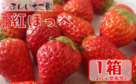 あんいちご園のいちご（紅ほっぺ）１箱２パック入り（2024年1月以降発送予定）