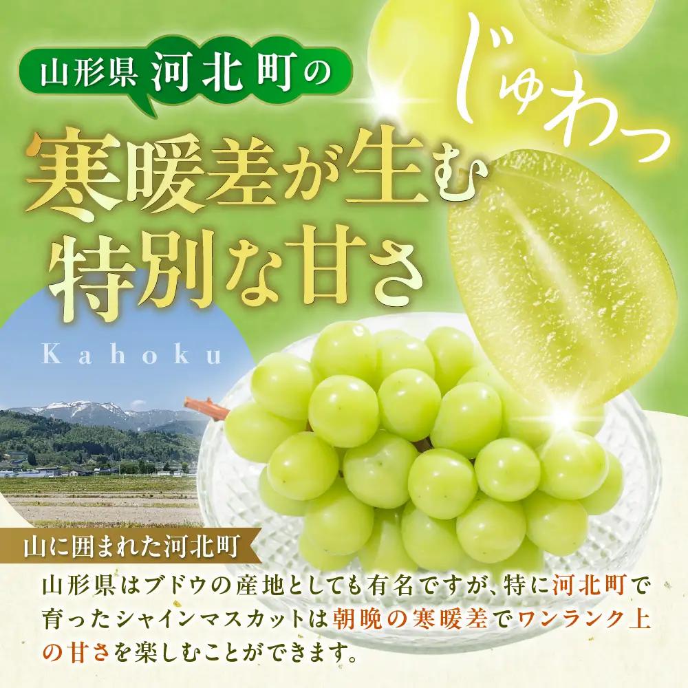 ぶどう シャインマスカット 2-3房 1kg 秀品 令和8年産 ぶどう