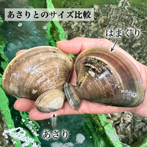 岬だよりの【個包装】大粒!天然はまぐり(特特大サイズ)170g前後×5個入り【配送不可地域：離島】【1392351】
