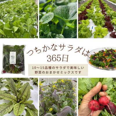 ふるさと納税 長野県 【毎月定期便】【農家直送便】サラダ野菜のおまかせ詰め合わせ3パック(1パックに10〜15品種)全3回 |  | 01