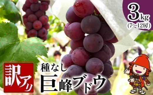 【先行予約】種なし 巨峰ブドウ (訳あり) 約3kg (7～12房)  | ブドウ ぶどう 葡萄果物 フルーツ くだもの 産地直送 甘い 大分県産 九州産 中津市