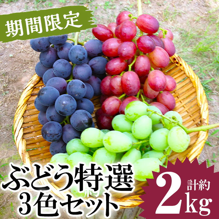 【ふるさと納税】ぶどう特選3色セット(計約2.0kg・約6房) 国産 九州産 鹿児島県産 果物 フルーツ 葡萄 ブドウ 数量限定 ピオーネ シャインマスカット 巨峰 詰合せ 詰め合わせ セット 食べ比べ【かんとりぃぱぁく】