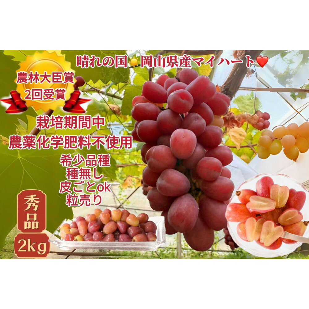 【ふるさと納税】ぶどう 2026年 マイハート 秀品 粒だけ 約2kg 岡山 国産 果物 フルーツ 2026年8月中旬から発送 | フルーツ 果物 くだもの 食品 人気 おすすめ 送料無料