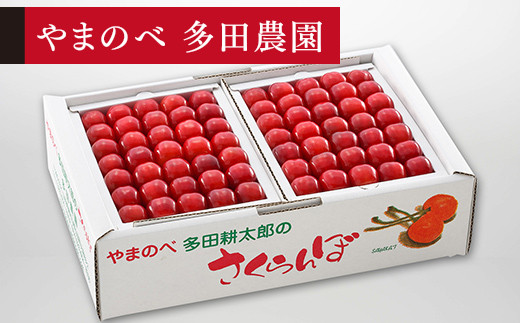 
            ≪2025年 先行予約≫さくらんぼ 佐藤錦 手詰  1kg(約500g×2)「やまのべ多田農園」 F2Y-1386
          