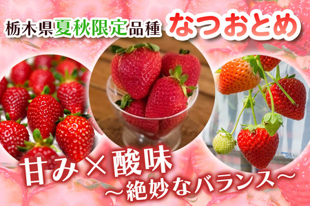 [期間限定／数量限定] 夏のいちご「なつおとめ」天空の高原いちご プレミアムギフト 計300g 贈答用 化粧箱入り 約2人分 いちご フルーツ 果物 [0366]