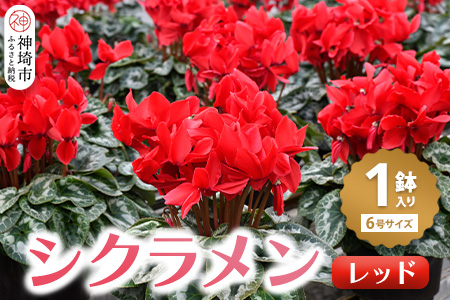 【先行受付11月20日より発送 数量・期間限定】鉢花 シクラメン レッド 6号鉢 【鉢花 シクラメン 冬のギフト ふるさと納税】(H069113)