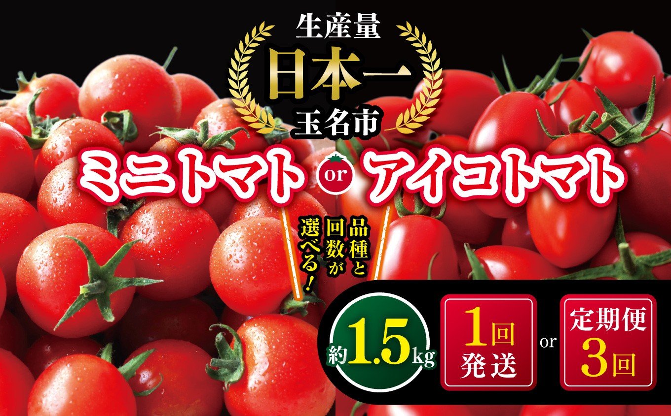 
            選べる 種類 回数 ミニトマト or アイコトマト 1.5kg × 1回 or 3回 生産量 日本一 玉名市 !! | ミニトマト アイコトマト 野菜 トマト プチトマト 定期便3回 生産者直送 産地直送 熊本県 玉名市
          