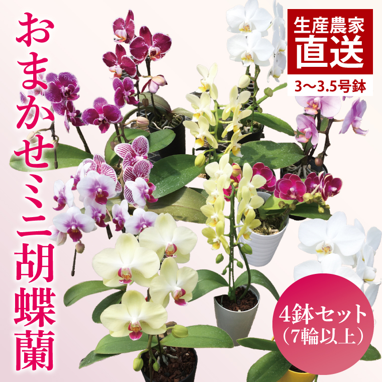 おまかせミニ胡蝶蘭（単鉢・7輪以上）4鉢セット【お花 花 コチョウラン 胡蝶蘭 蘭 贈り物 プレゼント 誕生日 お祝い 誕生日 母の日 父の日 敬老の日 鹿嶋市 茨城県】（KAR-7）