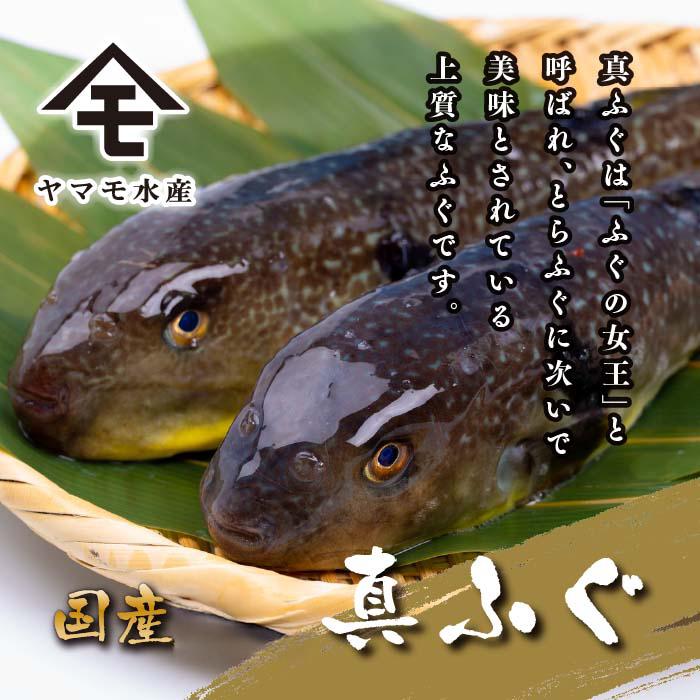 天然真ふぐ刺身満喫セット 4～5人前 真ふぐ刺身 120g 冷凍