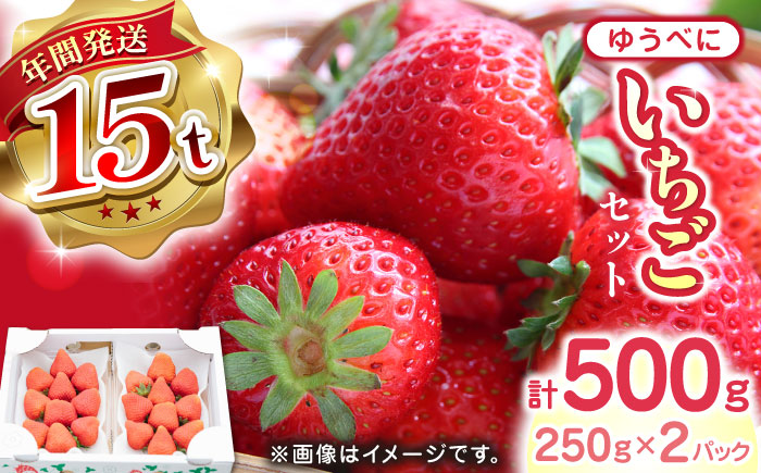 【先行予約】【2025年12月より順次発送】熊本県産 ゆうべに いちご  計500g ( 250g × 2P ) 農園直送 産地直送 山都町産【なかはた農園】[YBI028] 