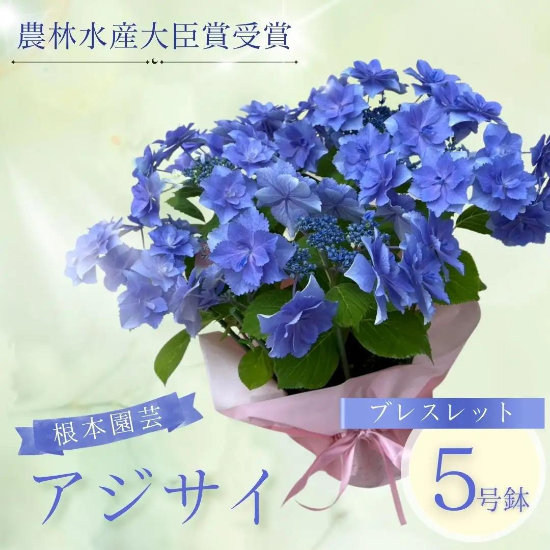先行予約 アジサイ ブレスレット (ブルー系) 5号鉢 根本園芸 | アジサイ 農林水産大臣賞