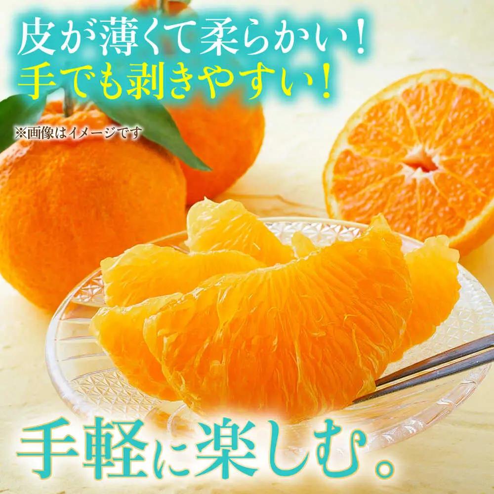 【先行予約】不知火 約10kg 柑橘 蜜柑 みかん フルーツ 【日本フルーツ株式会社】 [ZFJ003]