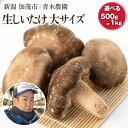 【ふるさと納税】 生しいたけ 大サイズ 選べる内容量「約500g」or「約1kg」 《10月中旬から順次発送》 品評会で金賞受賞！ きのこ しいたけ 椎茸 食べ応えあるビッグサイズ 肉厚で旨味たっぷり！ 加茂市 青木農園