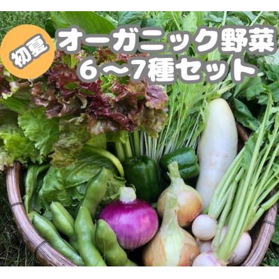 ふるさと納税 京丹後市 【先行予約】5月より順次発送《てんとうむしばたけ》初夏のオーガニック野菜セット　有機野菜6〜7種前後