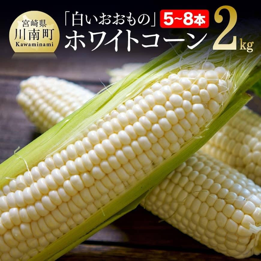 【ふるさと納税】 【令和8年発送】政岡さんちのスイートコーン「白いおおもの（ホワイトコーン）」2kg - 先行予約 数量限定 期間限定 2026年発送 とうもろこし スイートコーン 朝どれ 農家直送 九州産 宮崎県産 川南町産 送料無料 C06504
