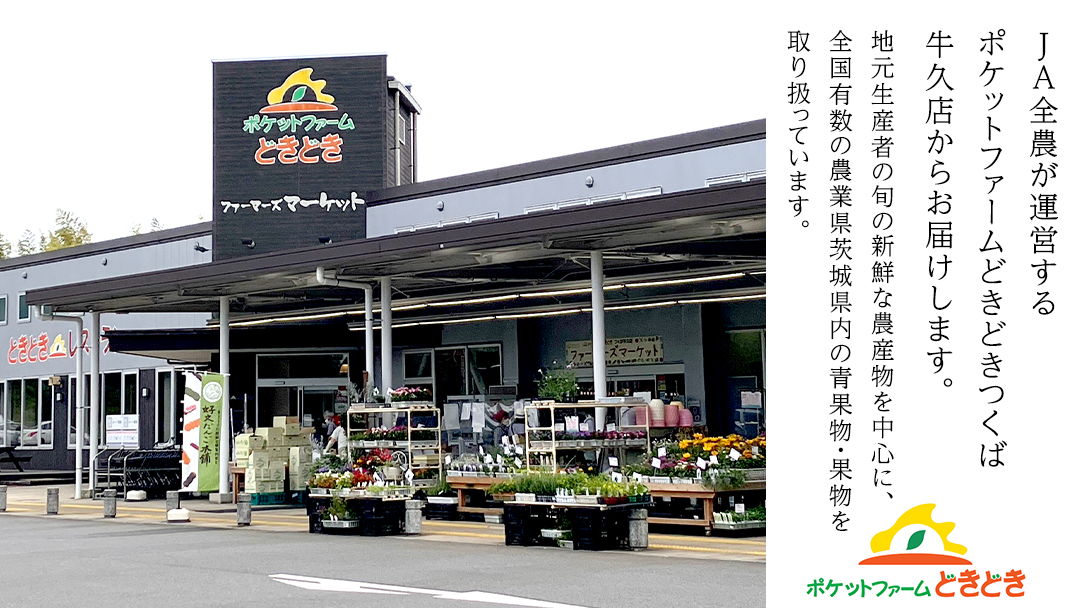 茨城県産 アールスメロン 秀品 3L サイズ × 2玉 入り おすすめ JA全農いばらき JA 【 2024年8月下旬から発送 】 メロン めろん ふるさと納税 フルーツ 予約 マスクメロン くだもの