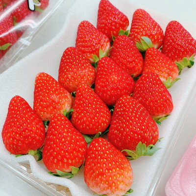 【ふるさと納税】【2026年出荷先行予約】総重量約540g【掛川市産いちご】紅ほっぺ DXパック(2パック入)【配送不可地域：離島・北海道・沖縄県・四国・九州】【1635327】