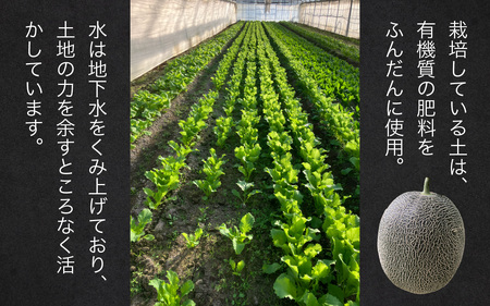 【先行予約】青肉メロンのペルル【2025年6月下旬～順次発送】