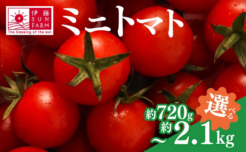 
            【 先行予約 】 ミニトマト 選べる 約 2kg 以上 / 約 720g トマト プチトマト 期間限定 数量限定 甘い 野菜 やさい サラダ フルーツ 新鮮 旬 濃厚 小分け 人気 おすすめ サラダ お弁当 送料無料 産地直送 千葉県 旭市 伊藤SUN FARM isf
          