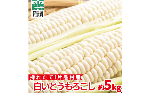 【8月中旬頃より順次配送】片品村産 白いとうもろこし （ホイップコーン） 約５kg
