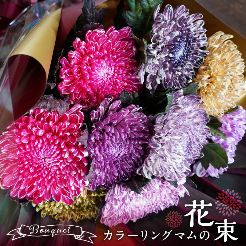 【ふるさと納税】 カラーリングマム 菊 花束 おしゃれな染花 シックな色合い フルブルームカラーリング 色鮮やか グラデーション 花 世界にひとつ 可愛く包装 プレゼント ギフト 贈答用 メッセージカード お取り寄せ 送料無料