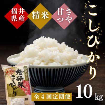 ふるさと納税 小浜市 【毎月定期便】こしひかり白米10kg全4回