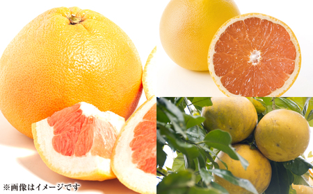 【先行予約】ファーストクイーン 2玉 サラダ感覚 熊本県 八代市産 みかん ザボン 文旦 【2026年10月下旬より順次発送】