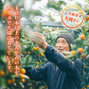 【期間限定・先行予約】きんかん 種なし 約2kg キンカン 種無し 金柑 たねなし 徳島 【2026年1月中旬以降順次発送】