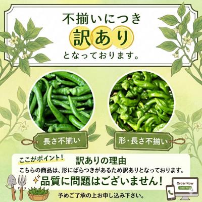 ふるさと納税 綾部市 「訳あり品」万願寺甘とう　2kg |  | 01