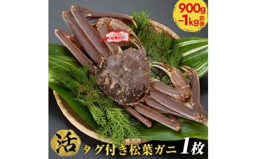 663.【活】タグ付き松葉ガニ　特大1枚（900g～1kg前後）【着日指定不可】※2025年11月上旬～2026年3月下旬頃に順次発送予定《かに カニ 蟹》 313726_AL011VC01