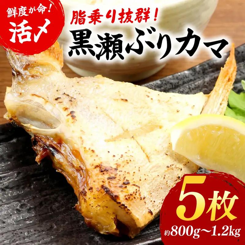 ＜2026年12月発送＞活じめ！黒瀬ぶりカマ（5枚入）（800g～1.2kg前後）_K001-015-12