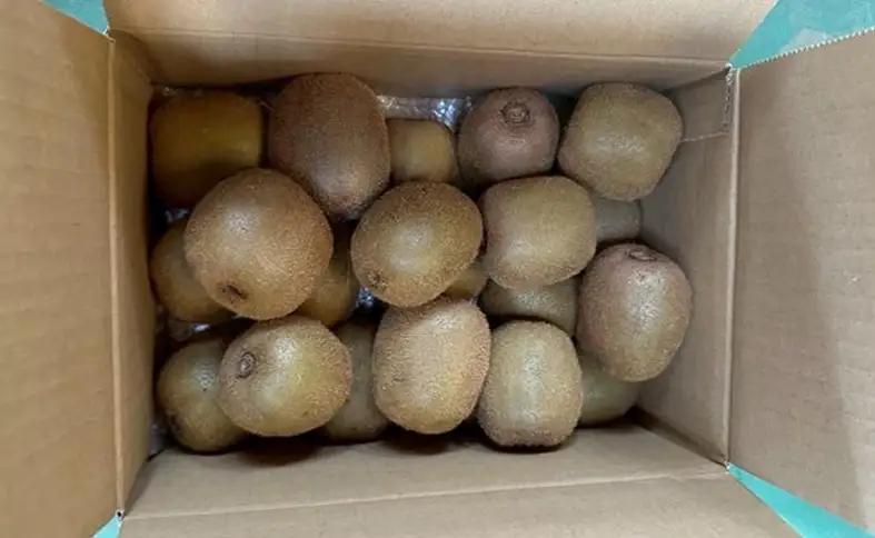 【2026年先行予約】キウイ バラ詰め 2kg 贈答用 農園直送 先行予約【10月中旬から順次発送予定】 キウイフルーツ 愛媛 数量限定 伊予市｜A125