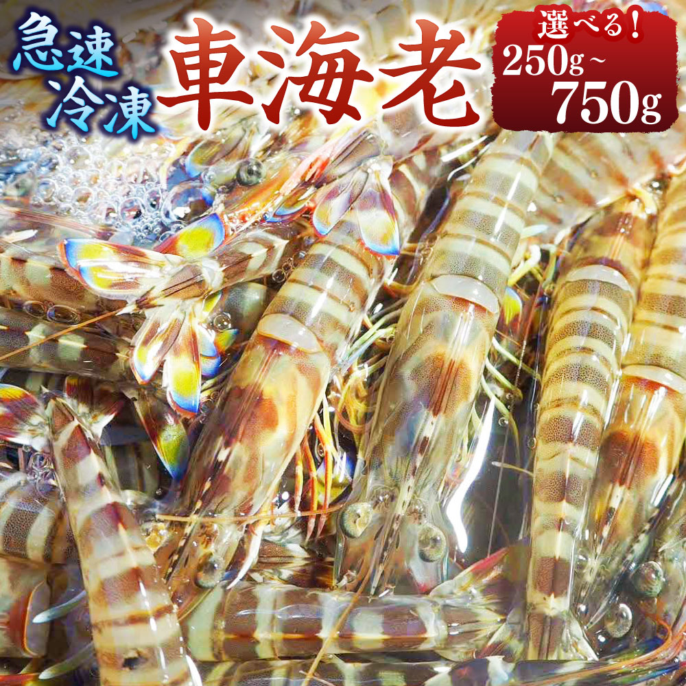 【ふるさと納税】【2025年10月上旬まで発送予定】急速冷凍 車海老 250g～750g 7～42尾 選べる内容量 海鮮 魚介 えび くるまえび エビ 海老 冷凍 国産 熊本県 上天草市 送料無料