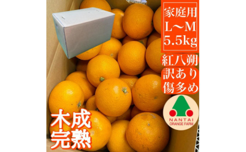 家庭用 5.5kg 訳あり 傷多め 木成完熟 紅はっさく L または M サイズ 茶箱 南泰園【2025年4月上旬～発送】