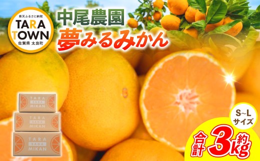 O167x1 中尾農園の夢みるみかん（S-L）3kg 【2026年10月中旬~2027年1月下旬発送予定】夢みるみかん 温州みかん 早生 温州 みかん ミカン フルーツ くだもの 果物 ミネラル豊富 太良町 国産 贈答用 月の引力が見える町 太良町 ふるさと納税 返礼品 みかん さがみかん 太良みかん 温州みかん マルチ栽培 夢見るみかん 産地直送 おいしい 道の駅ナンバーワン