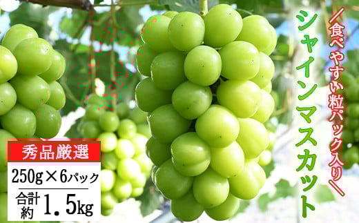 ＜2025年予約受付！＞厳選シャインマスカット 粒パック (約250g×6パック） 【1249】