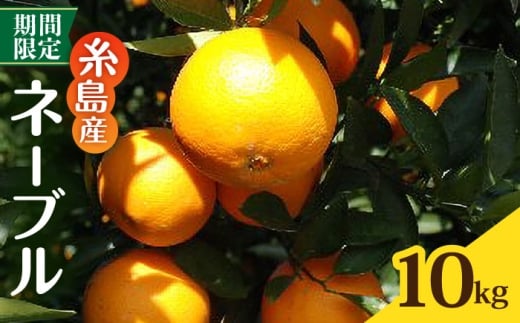 【先行受付】糸島産ネーブル10kg 【2026年2月下旬以降順次発送】 糸島市 / シーブ みかん 柑橘 [AHC069]