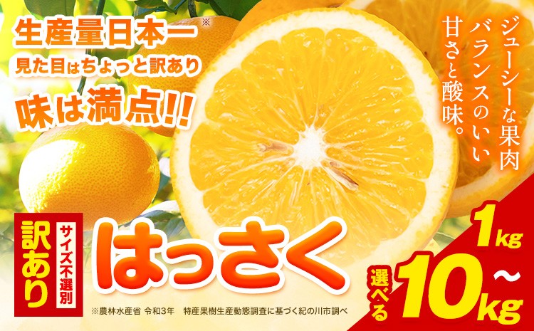 
                  見た目は訳あり中身は変わらぬ美味しさ ご家庭用 はっさく 約1kg 約5kg 約10kg (サイズ不選別) 早生･晩生指定不可《2027年2月上旬-3月中旬に出荷予定(土日祝除く)》紀の川市 八朔 柑橘 果物 フルーツ ご家庭用 ビタミンC 柑橘 訳あり 規格外 訳あり 傷
                