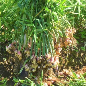 ＜万能おかず生姜 8袋セット（130g×8P）＞ 約1kg 宮崎県産 国産 醤油漬 食べる 刻み きざみ 生姜 ショウガ 調味 薬味 かけるだけ ご飯のお供 ふりかけ 料理 アレンジ 生姜焼き セット